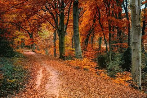Autumn Away Leaves Colorful Nature Forest Landscape Path Mood