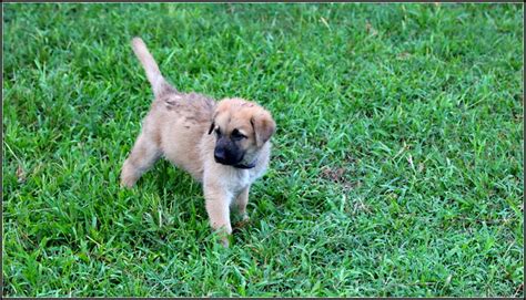 DOG | Flickr - Photo Sharing!