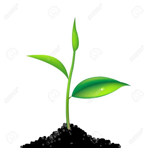 Sprouting Clipart 20 Free Cliparts Download Images On Clipground 2024