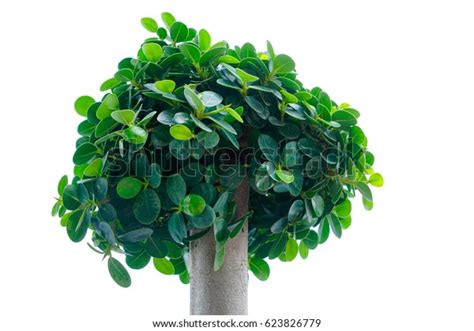 Ficus Annulata Isolated White Background Stock Photo 623826779