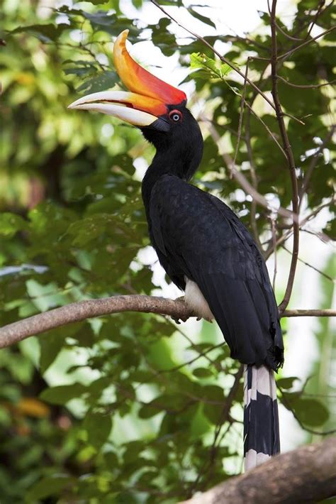 Wreathed Hornbill In Borneo Wild Birds Pet Birds Beautiful Birds