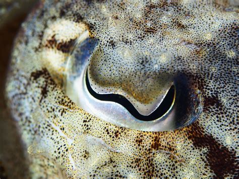 The Weirdest Eyes In The Animal Kingdom See A World We Cant Imagine