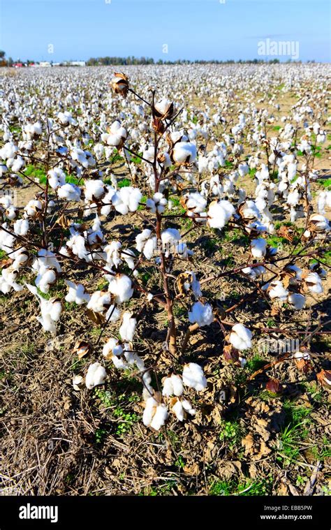 Cotton Field Ready For Harvesting Mississippi Stock Photo Alamy