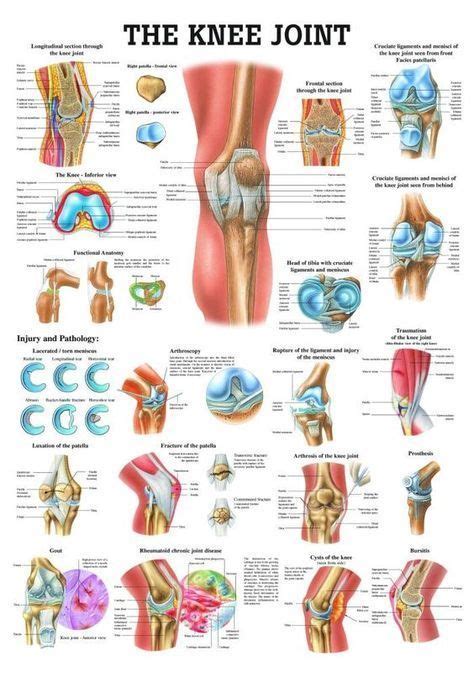 The Knee Joint Laminated Anatomy Chart Knee Joint Anatomy Joints