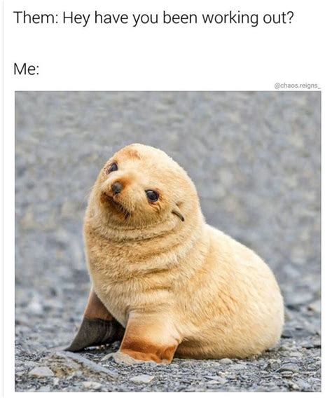 Cute Animal Memes Prepare To Say Nothing But Aww For Ten Minutes