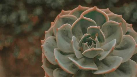 How To Grow And Care For Echeveria Plants The Ultimate Guide