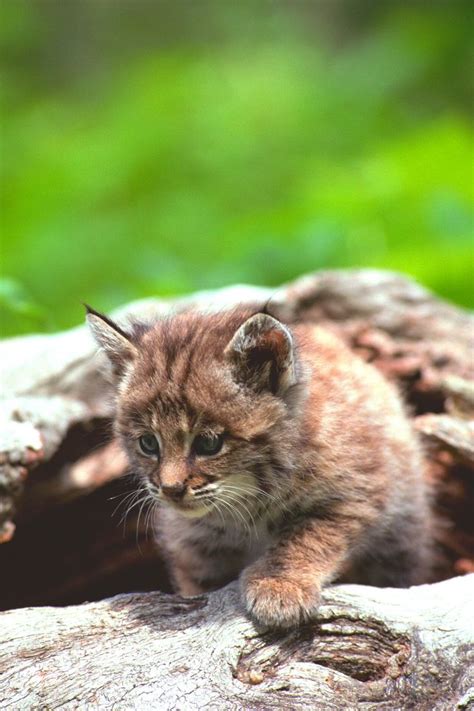 A Small Kitten Sitting On Top Of A Tree Branch