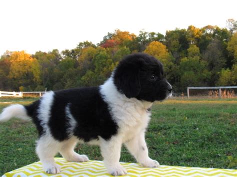 Their coat comes in black, brown, gray, and black and white. View Ad: Newfoundland Puppy for Sale, Ohio, MILLERSBURG, USA