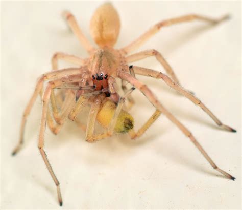 Cannibal Long Legged Sac Spider Cheiracanthium Mildei Bugguidenet