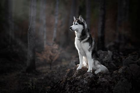 Hd Wallpaper Forest Dog Husky Siberian Husky Dog Wallpaper Husky