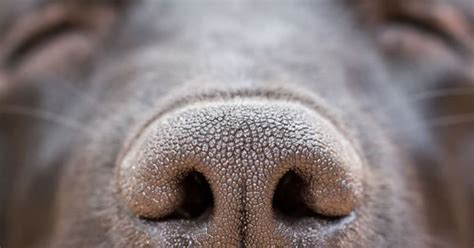 Pet Care Symptoms Nose Discharge In Pets Petpremium