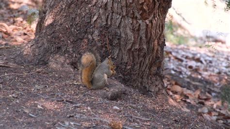 Squirrel Eating Nut Image Free Stock Photo Public Domain Photo