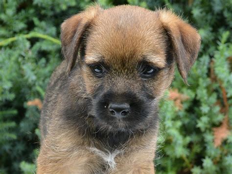 Border Terrier For Sale | Border Terrier Puppies | Border terrier puppy, Border terrier, Terrier