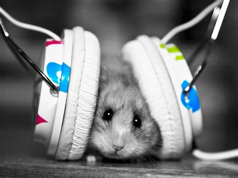 Wallpaper Animals Monochrome Headphones Whiskers Hamster Rodent