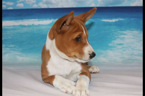 These basenji puppies located in wisconsin come from different cities, including Avicy Basenji - Puppies For Sale