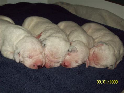 Pet breeder in kansas city, missouri. McDottie Dalmatians - Puppies