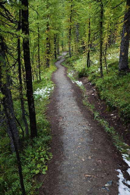 Trail To Wonder Pass In Mount Assiniboine Provincial Park Trail