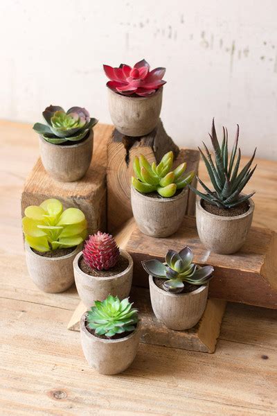 Set Of 8 Miniature Succulents