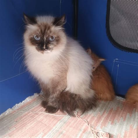 Sandy 2nd Chance Cat Rescue Female Birman Mix Cat In Vic Petrescue