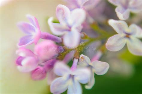 Macro Image Of Spring Lilac Violet Flowers Stock Image Image Of