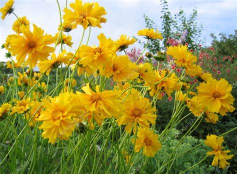 Beautiful Yellow Flowers — Stock Photo © Dink101 1180834