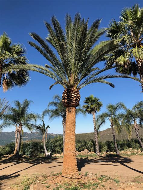 Gregory Palm Farms Phoenix Canary Island Date Palms Starting At 500