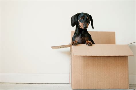 Ne Philly Movers Local And Long Distance Philadelphia Pa Movers Near Me