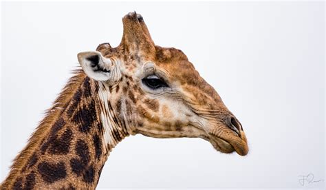 Ossicones Giraffe ‘horns Are Not Actually Called Horns Bu Flickr