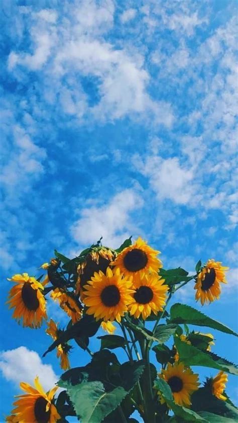 Lock Screen Iphone Background Sunflower Wallpaper Download Free Mock Up