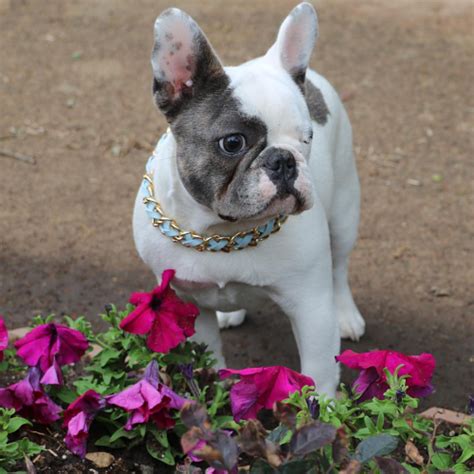 Everything you want to know about french bulldogs including grooming, training, health problems, history, adoption, finding good breeder and more. French Bulldog Gifts Accessories & Clothing - French Bullevard