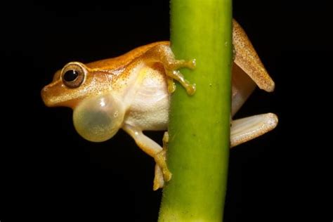 10 Recently Extinct Amphibians Frogs Toads Salamanders And