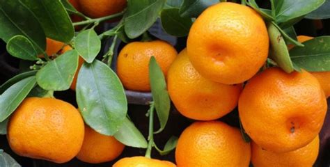 Realizan acciones para evitar plaga en cultivo de mandarina en FM - En ...