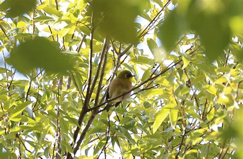 canon bird branch project biodiversity initiatives activities at canon sites kawasaki