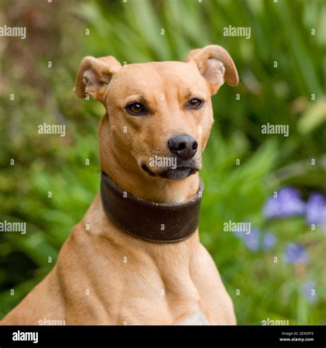 Lurcher Dog Head High Resolution Stock Photography And Images Alamy