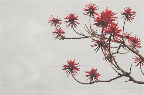 1920x1080 Wallpaper Red Flower Tree Peakpx