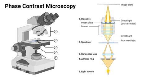 5 Types Of Microscopes With Definitions Principle Uses Labeled Diagrams