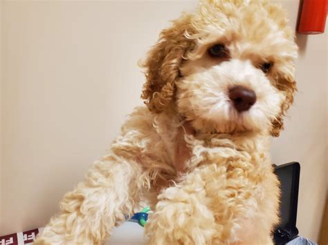 Cockapoo Puppies For Sale Whitehall Pa