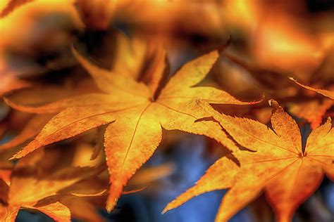 Acer In Autumn Photograph By Susan Rissi Tregoning Fine Art America