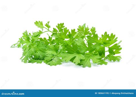 Coriander Isolated On White Stock Image Image Of Natural Vegetable