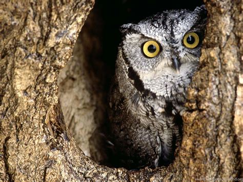 Owl In The Desert Wallpapers Desktop Background
