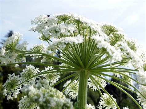 Giant Hogweed Why Its Dangerous And How To Get Rid Of It In Your