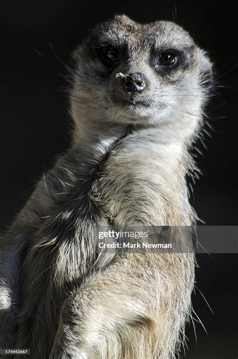 Meerkat High Res Stock Photo Getty Images