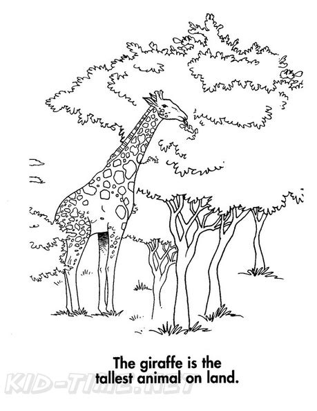 Coloring pages for kids giraffes coloring pages. Realistic Giraffe Coloring Pages - Clashing Pride