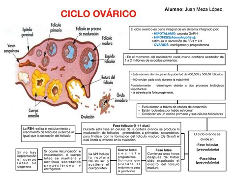 Ciclo Ovarico Apuntes 1 Alumno Juan Meza López Ciclo OvÁrico El