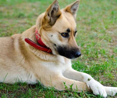 Since the german shepherd puppy and golden retriever puppy are both funny and loving, the these puppies are social, playful and naughty. All About The German Shepherd Golden Retriever Mix - Dogable