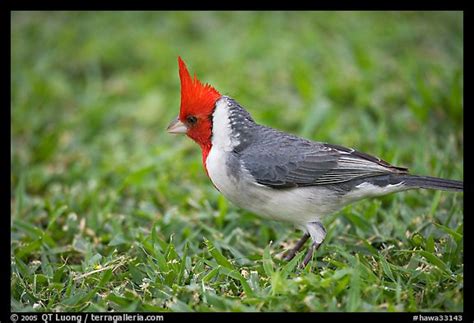 Picturephoto Bird With Red Head Oahu Island Hawaii Usa