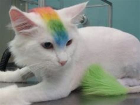 And considering what she's been. My cat is white, which is kinda boring, how do I dye it's ...
