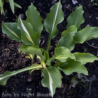 Informations about plants (mature hight, colour Hosta Lakeside Dividing Line 45 x 35cm -twórca Mary ...