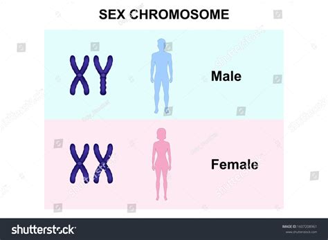 1 492 Male Female Genes Snímků Stock Fotografií A Vektorů Shutterstock