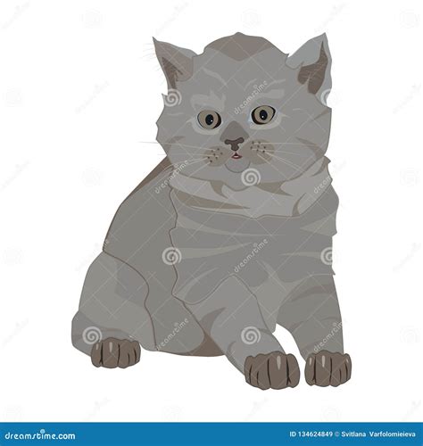British Shorthair Breed Cute Kitten Vector Flat Illustration Stock Vector Illustration Of